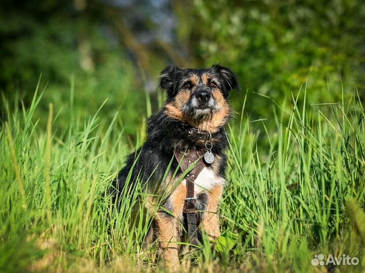 Собака в добрые руки отдам бесплатно