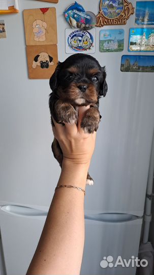 Кавалер кинг чарльз спаниель девочки