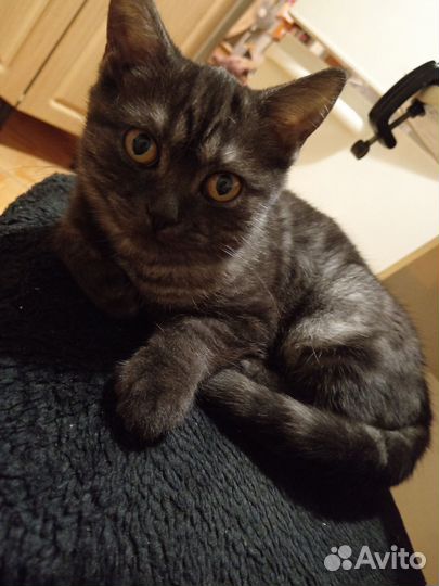 Кошка