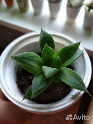 Хавортия ладьевидная