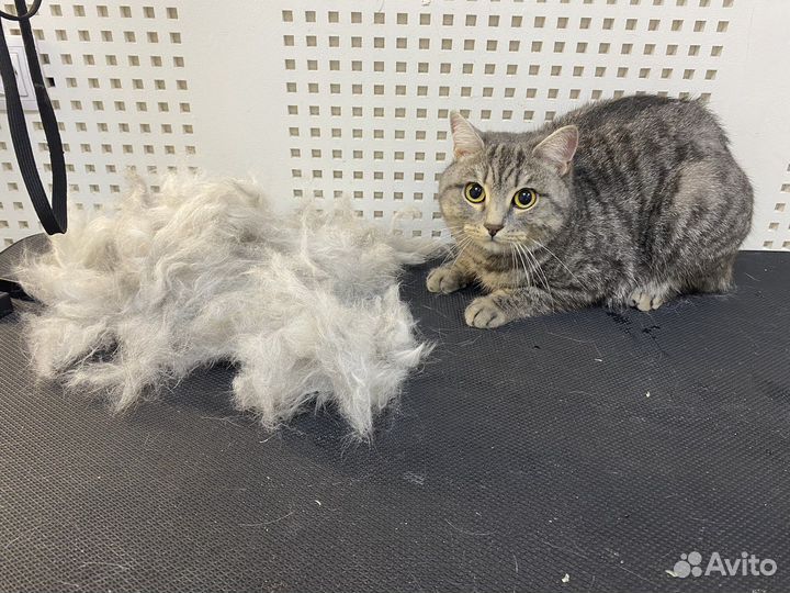 Бритье котов-кошек 