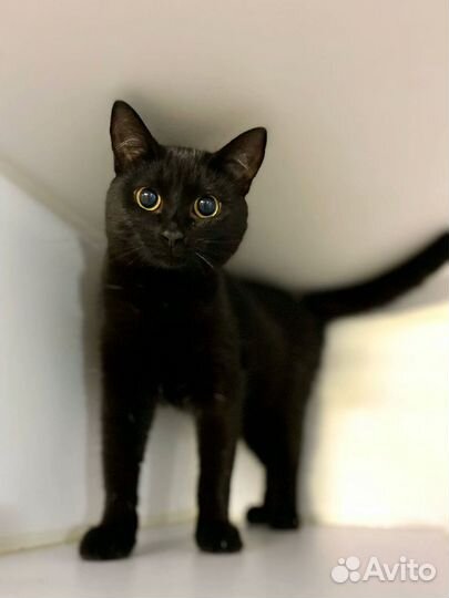 Кошки бесплатно