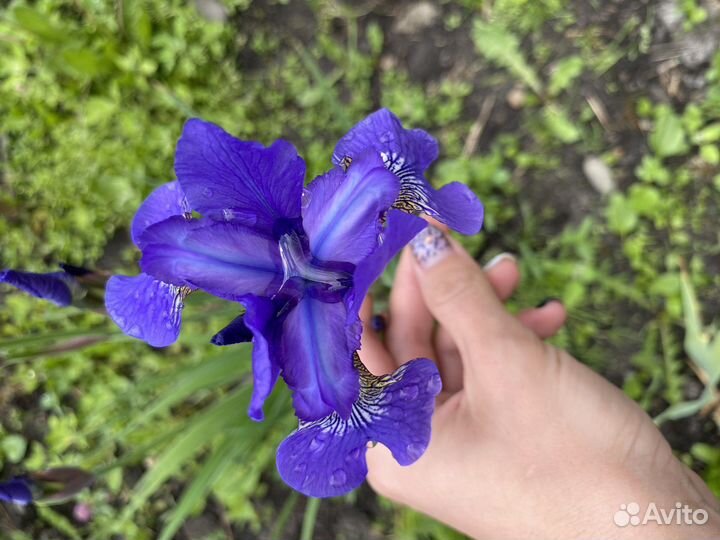 Ирис сибирский