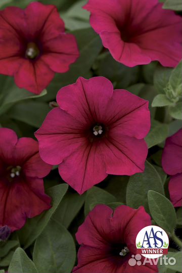 Рассада Петуния