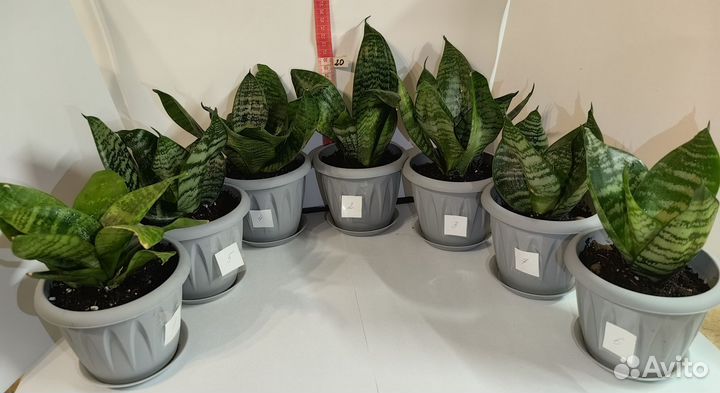 Сансевиерия Ханни Грин Sansevieria Hahnii