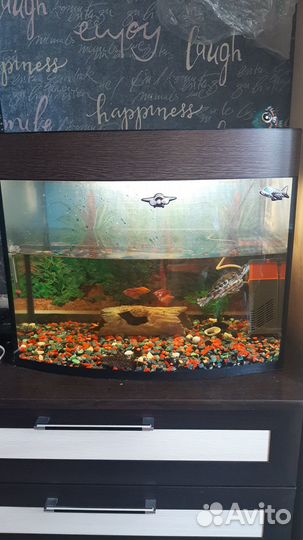 Продам аквариум с рыбами