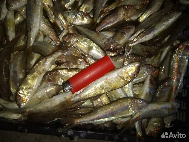 Черноморская барабуля