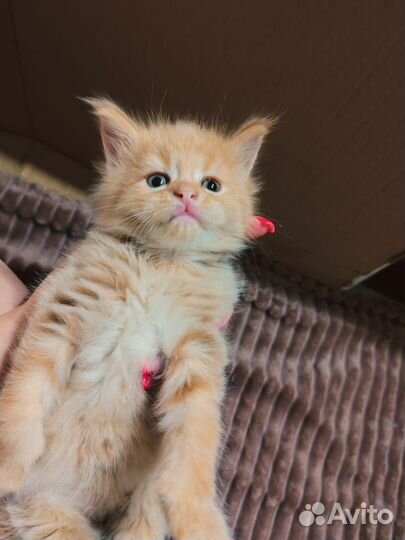 Котята мейн-кун