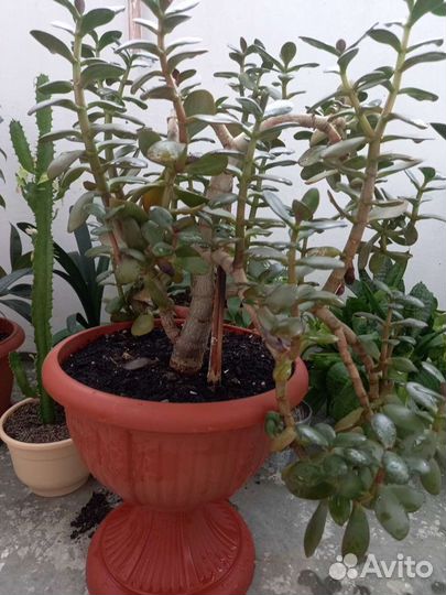 Денежное дерево