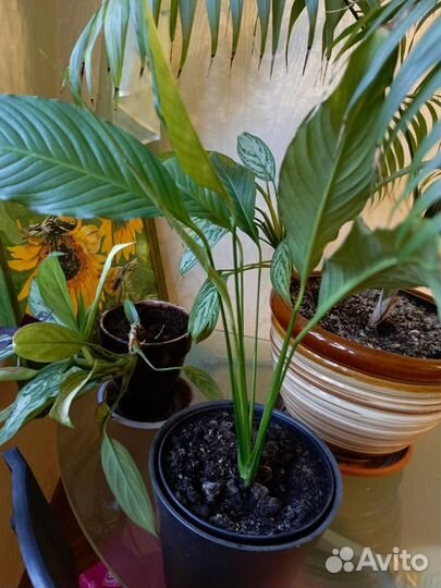 Спатифиллум