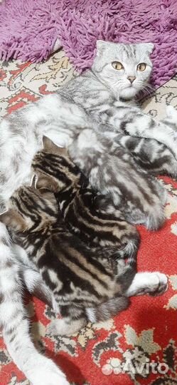 Продам котят