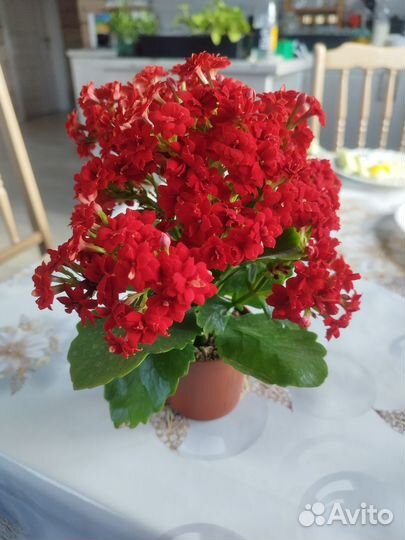 Каланхоэ Блоссфельда