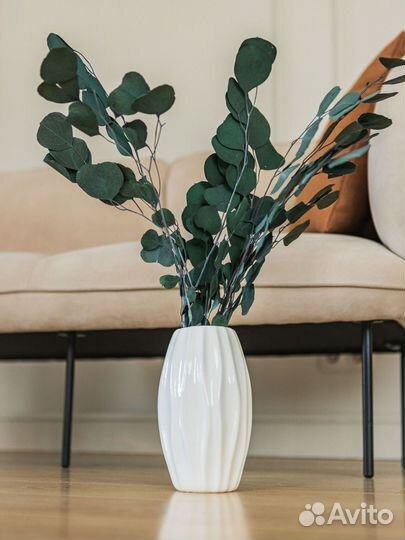 Эвкалипт сухоцвет