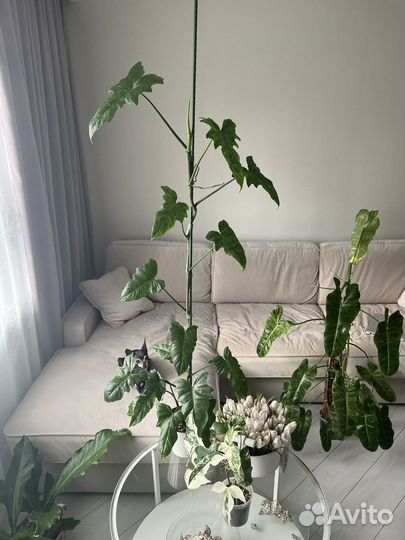 Филодендрон лайм фидл