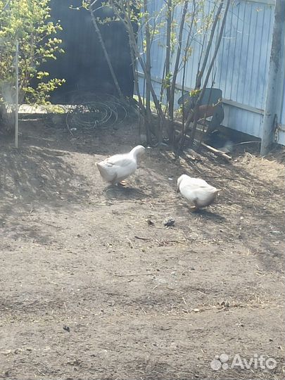 Утки Агидель