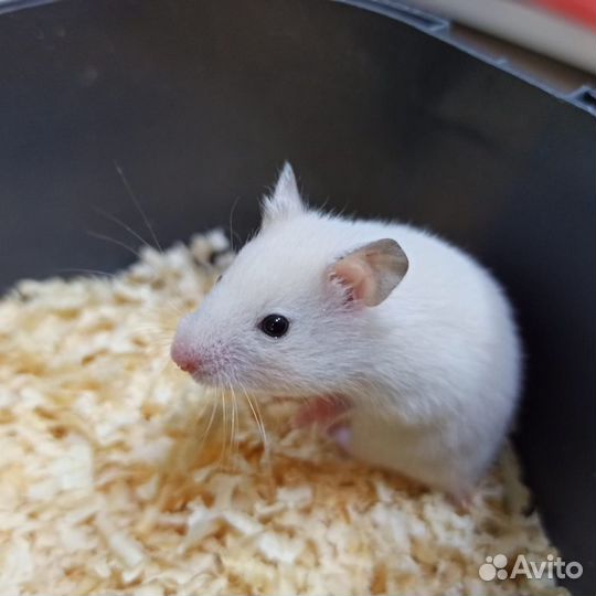 Сирийский хомяк