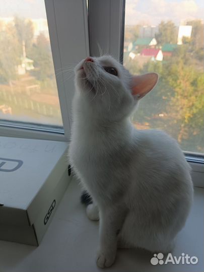 Кошка в дар бесплатно