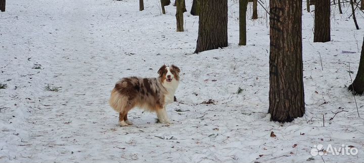 Выгул Собак