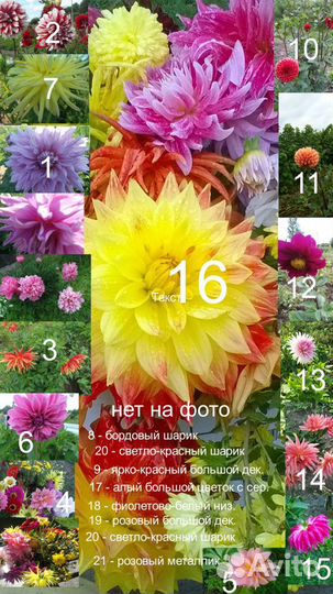 Георгины клубни на осень