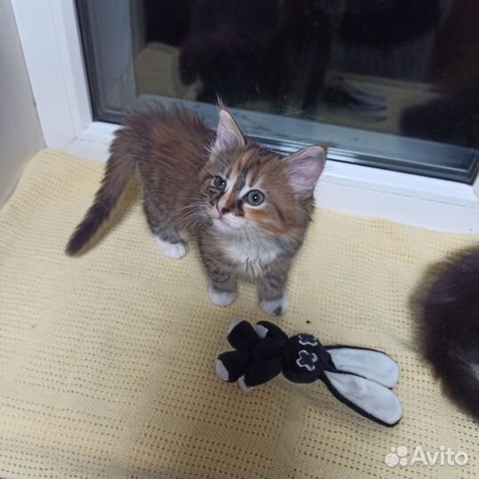 Котята в добрые руки, приучены к лотку