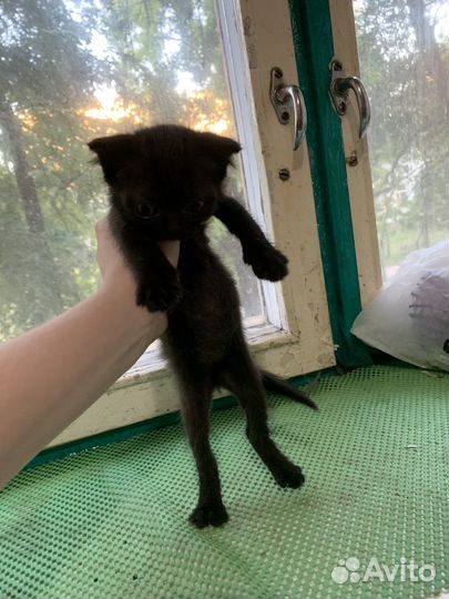 Шотландская вислоухая кошка