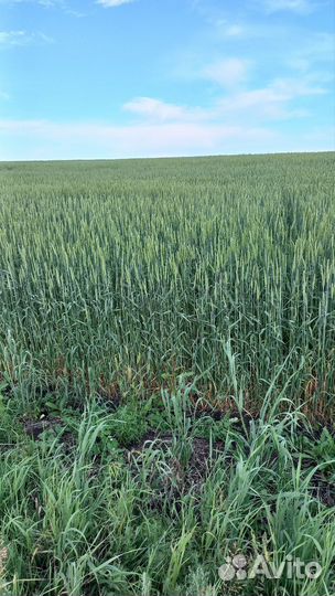 Зерно пшеница ячмень