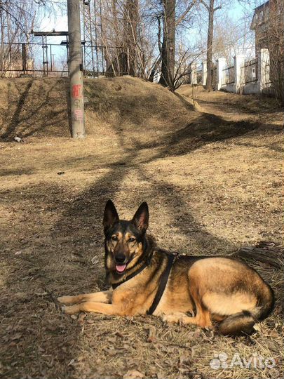 Выгул собаки