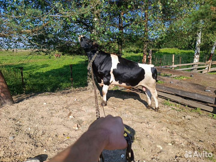 Бык на племя или мясо