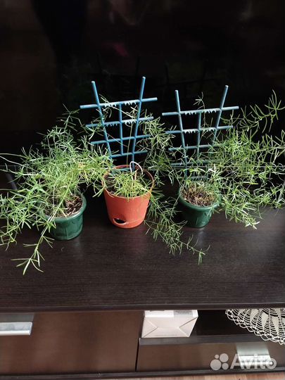 Аспарагус шпренгера