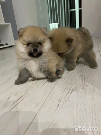 Щенки шпица