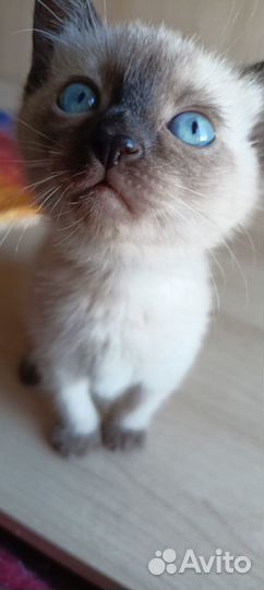 Котята