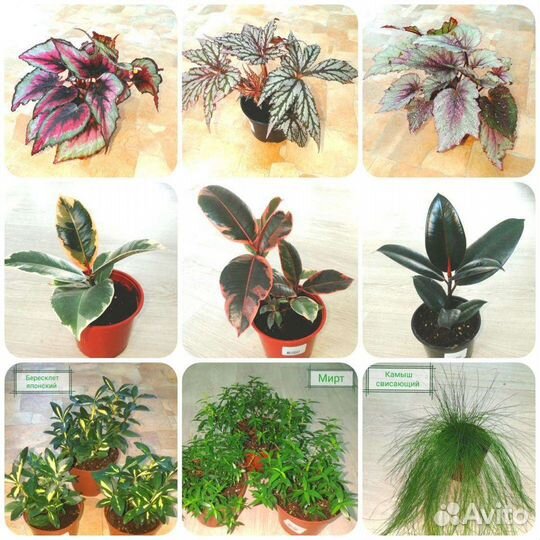 Комнатные цветы в кашпо и горшках