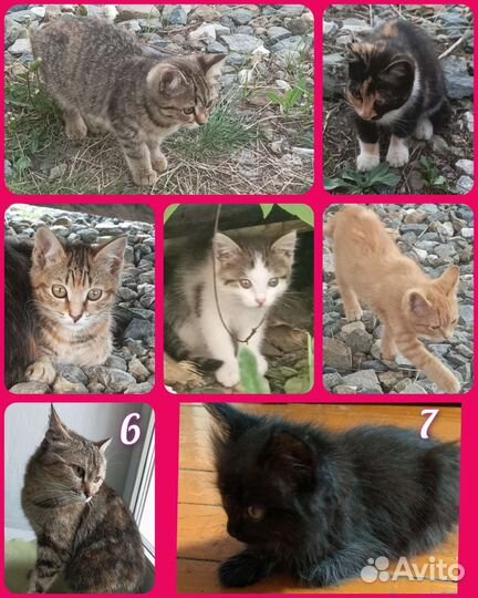 Отдам В добрые ответственные ручки