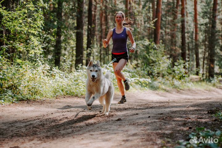 Тренировка собак