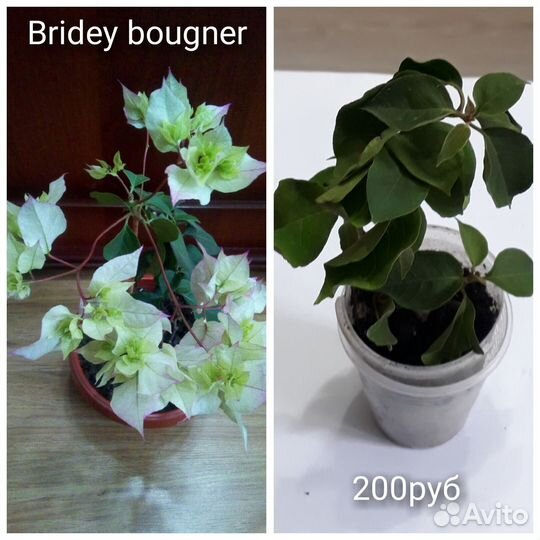 Бугенвиллии