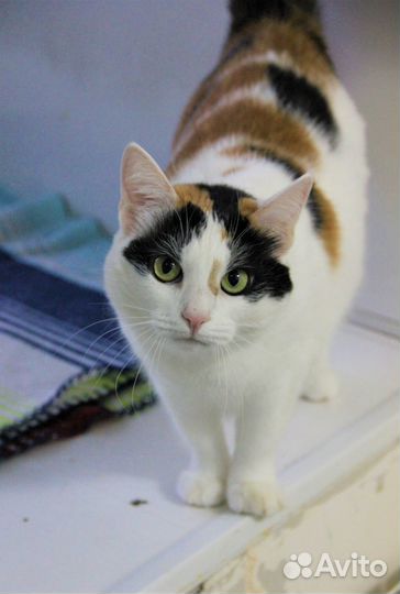 Ласковая кошечка Ириска ищет хозяев