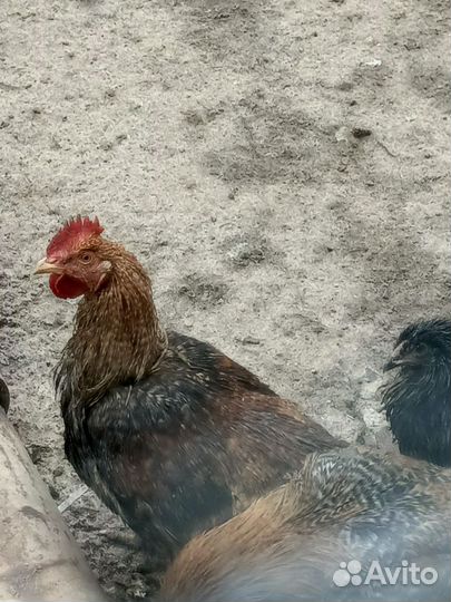 Породистые молодые петушки на племя, или на мясо
