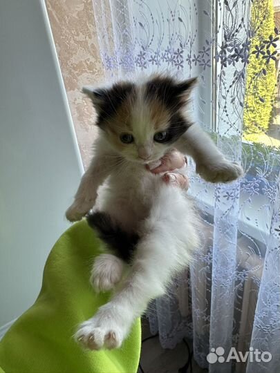 Котенок (девочка)