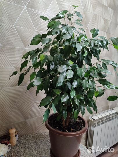 Фикус Бенджамина