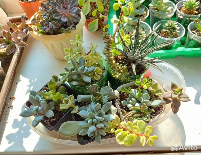 Мини садик. Суккуленты