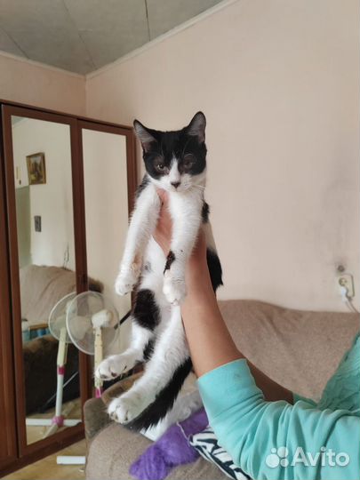 Молодой котенок 4 месяца ждет иаму