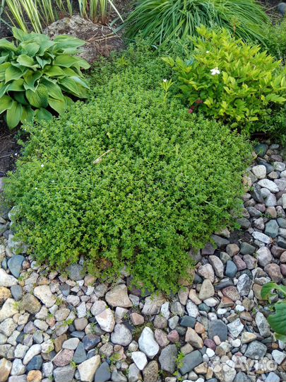 Чабрец (тимьян)