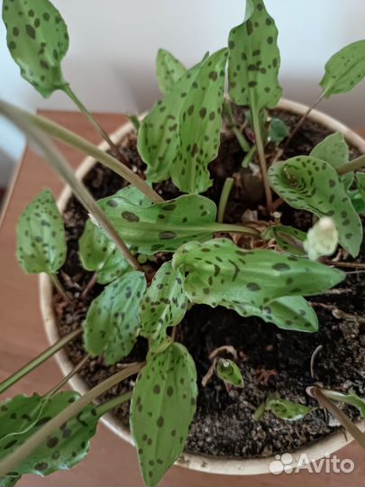Денежное дерево(толстянка). Кактусы.Дримиопсис
