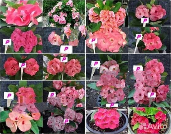 Эуфорбия Миля крупноцветковые (молочай)