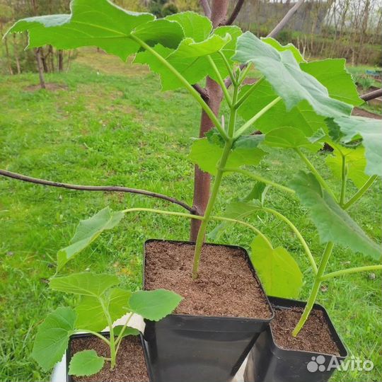 Саженцы Павловнии