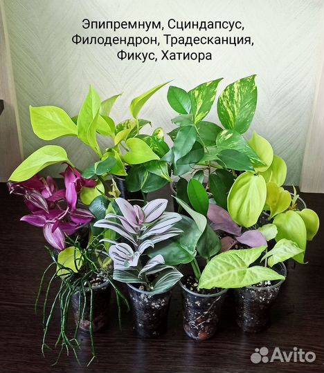 Эпипремнум, сциндапсус, филодендрон, традесканция