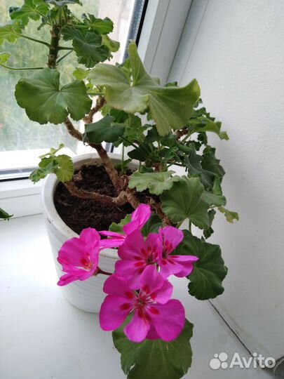 Пеларгония герань