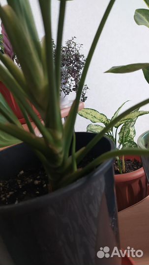 Аглаонема сильвер бей