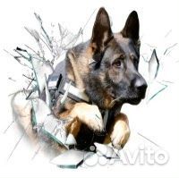 Дрессировка собак всех пород