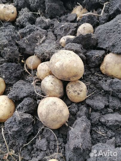 Продам картофель с доставкой